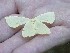 Rob found a Moth